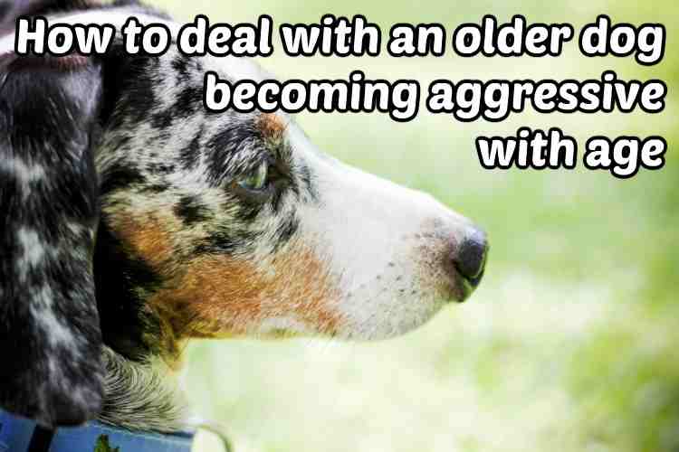 How to deal with an older dog becoming aggressive with age