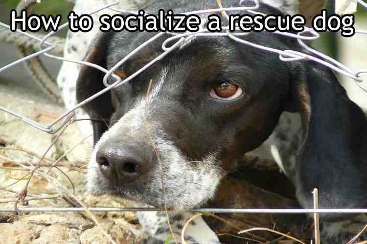 How to socialize a rescue dog
