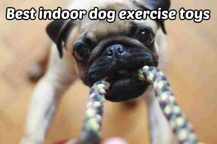best indoor dog exercise toys