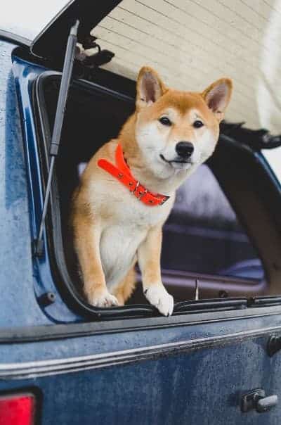Are Dog Seat Belts Safe?