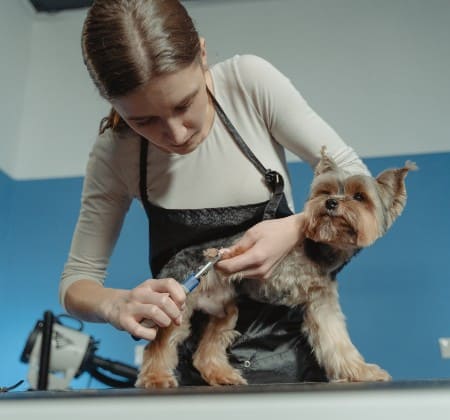 You are currently viewing What is The Best Dog Grooming Table