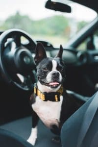 Read more about the article How to Secure Dog in Car With Leash