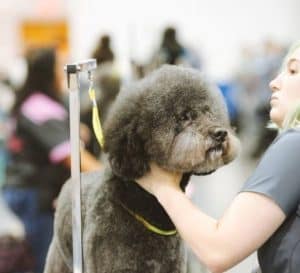 Read more about the article How To Restrain a Dog While Grooming