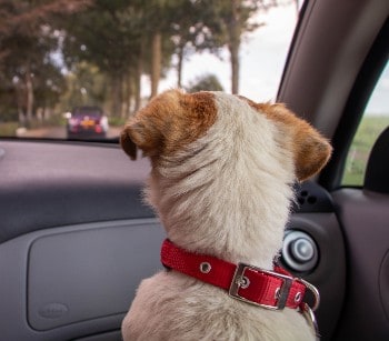 dog car travel, pet travel, car safety for dogs, dog travel accessories, traveling with dogs, dog car harness, dog car seat, dog travel crate, pet travel tips, road trip with dogs, traveling with pets, dog-friendly travel