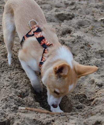 Toys For Dogs That Like to Dig
