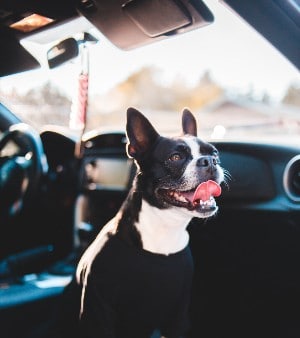 safest dog car seat crash tested