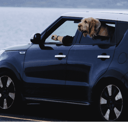 Best Dog Barrier for an SUV